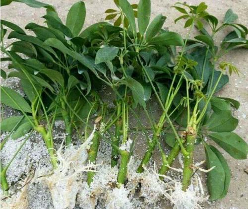 扦插:鹅掌柴夏天扦插好成活,养护也简单