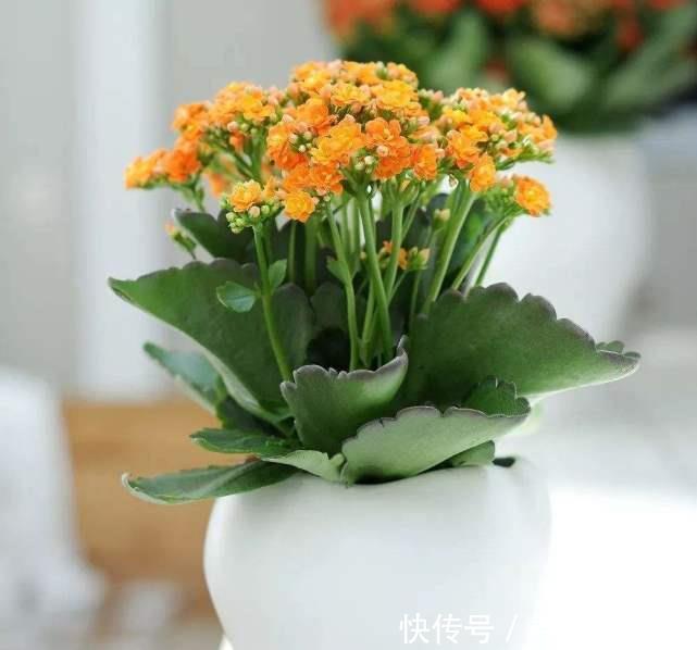  [漂亮]长寿花开花漂亮，花期长，深受人们喜爱，长寿花如何能养成老桩？