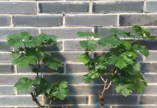  『冰箱』我国又一农业的进步，“冰箱”冻不死，新鲜又美味，农民乐开花