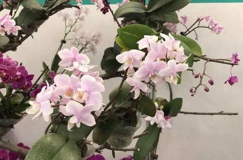  #紫叶酢浆草#爷爷养了一盆“蝴蝶花”，一根枝上开出百朵花，五颜六色最讨喜！
