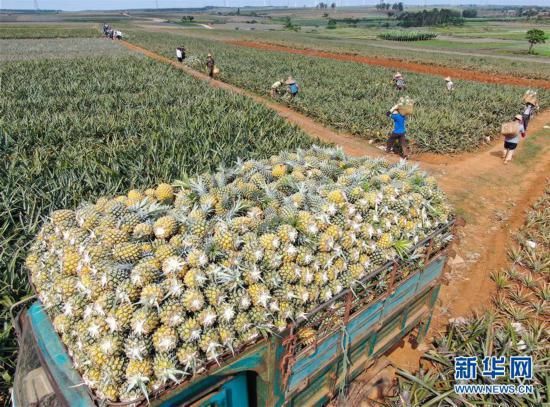  [丰收]“菠萝的海”迎丰收