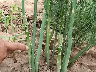  绿色■前一段3块钱一斤不好卖，最近涨到13抢着要，村民乐的合不