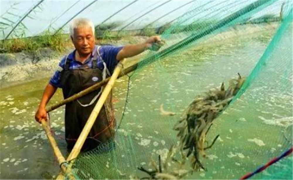  #稻田#农村大量水稻田要是改造成鱼塘或者虾田的话合法吗？