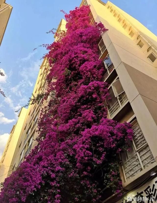  开出漂亮■阳春三月，出门踏青，原来有这么多漂亮花！