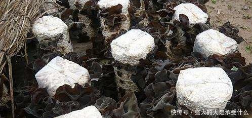 靠山吃山的农民，用废旧物种植它，一斤2元以上，每亩进账6万元