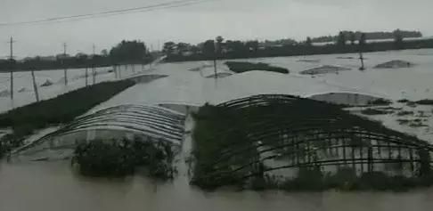 昨晚“利奇马”登录山东都干了什么？真的一天降了9500个大明湖吗