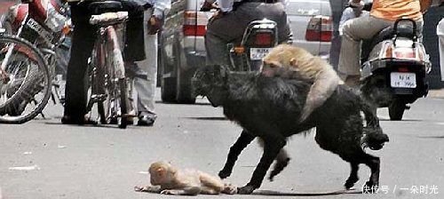  「撞倒」男子开车撞倒小猴子后野狗扑向它，接下来一幕却让路人感动不已