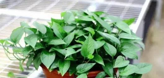 氧吧：“病菌”最怕这4种植物，养一盆消毒除异味，室内变“氧吧”！