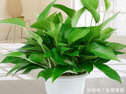  「抓紧」盆栽4种花卉要“狠心”，现在得抓紧“理发”，从头再来更旺盛