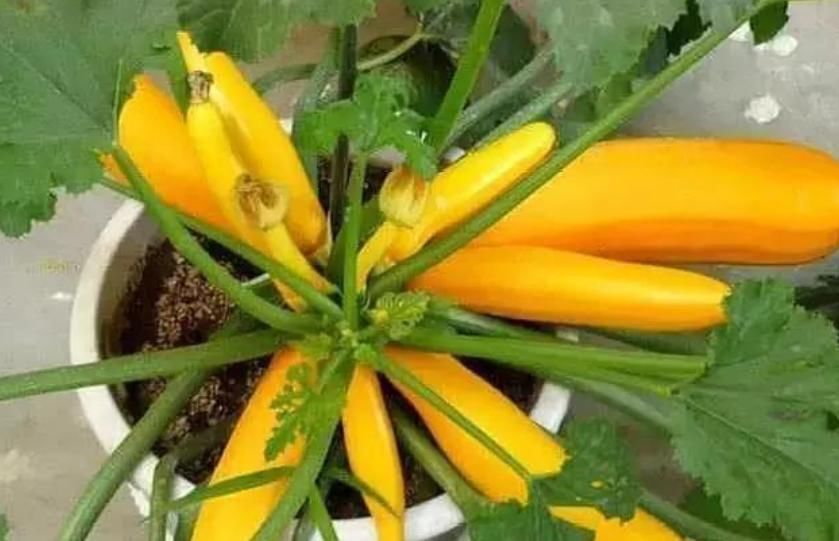 『漂亮』家里种上4种“有机菜”,漂亮好吃,不怕菜价贵,吃完一茬又一茬