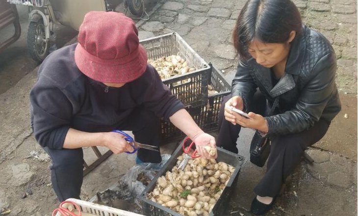  采集■农村大妈凌晨采集“稀罕物”，早市现剪现卖，两小时赚了4