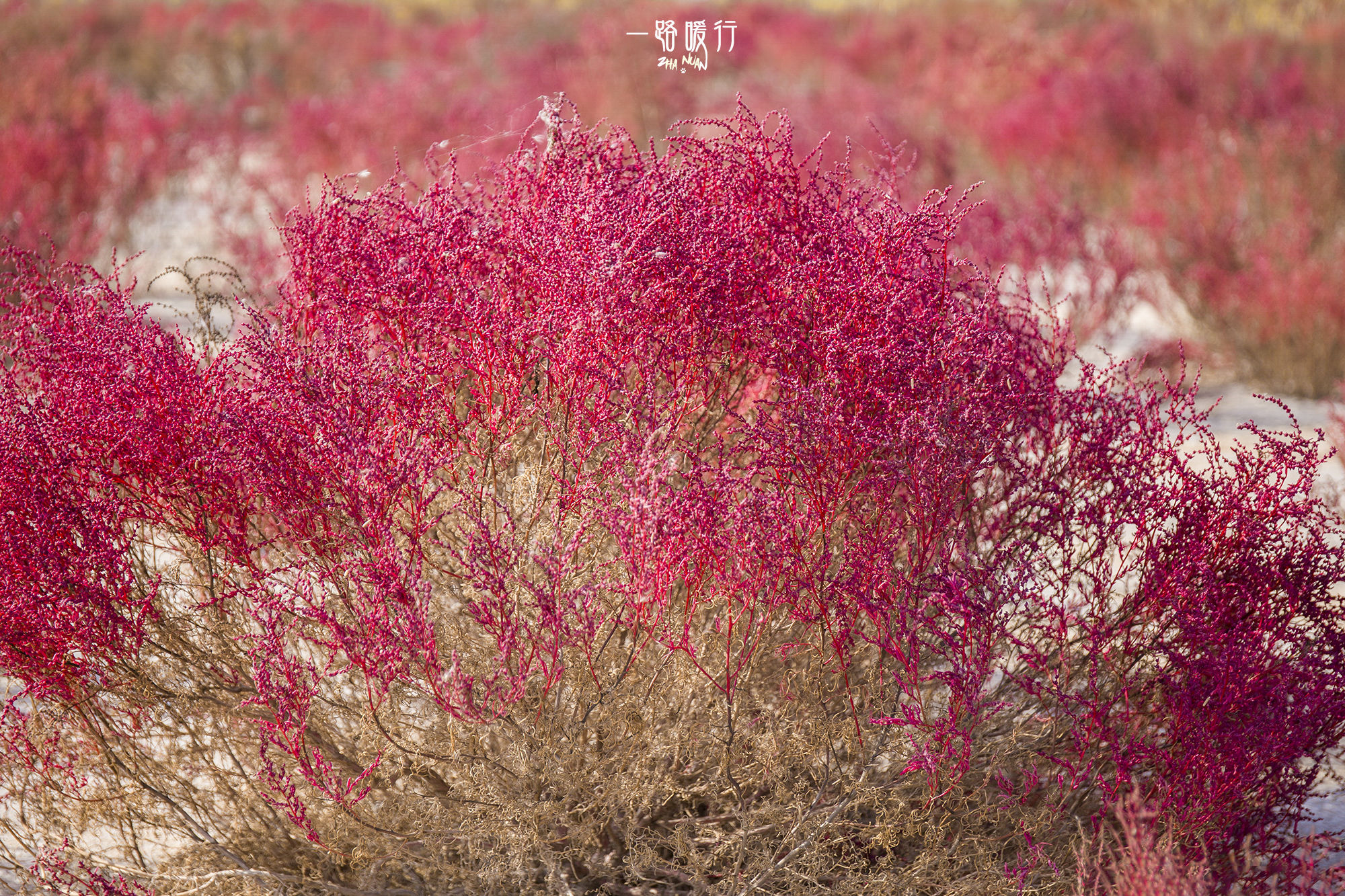 东营丨走过沧海桑田，终是在芦花飞雪的秋日遇见你
