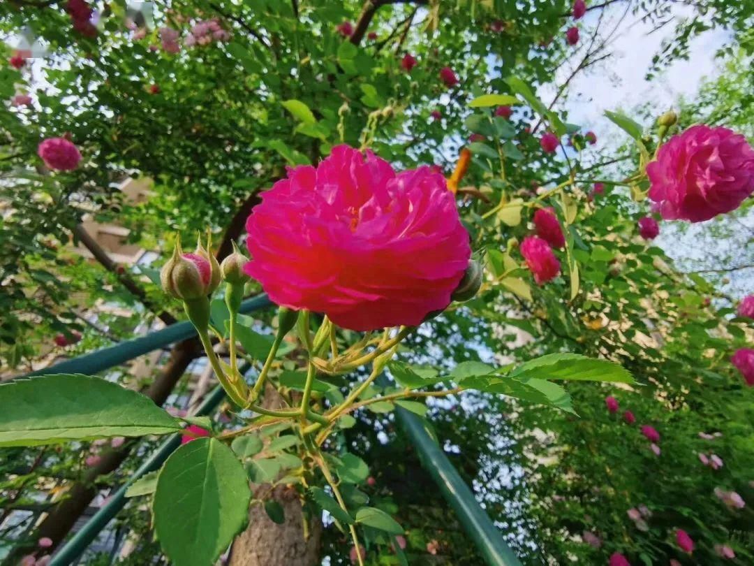 「打卡」蔷薇花开，待君归来|“云打卡”校园网红景点