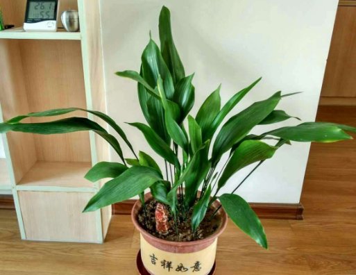  『马蹄莲』非常喜水的几种植株，不怕被暴晒，越浇水花越旺，花开绚丽多彩