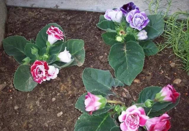 大岩桐|这“5种花”,别喷水到叶子上,要不马上“死给你看”,就是任性