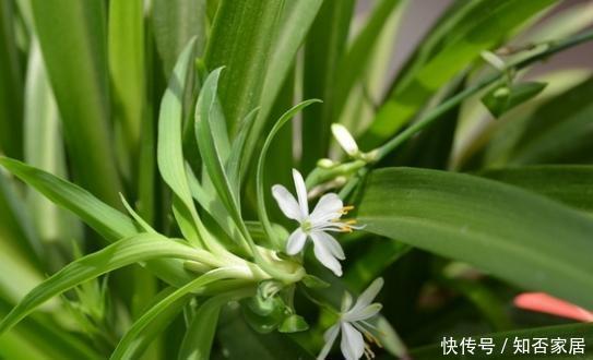 小苗|新手学养花,首选就是“它”,剪一棵小苗,一年长成“绿瀑布”