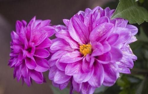  养盆藤：喜欢菊花，不如养盆藤和平，可四季开花，生长旺盛，花型艳丽！