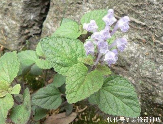 药材@1种“韩信草”,生长在石缝里,是一种珍贵的“药材”,别铲除