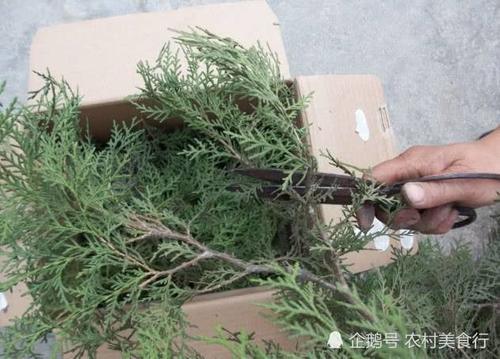 柏树叶煎水后洗头，白发变黑发，老辈人曾把它当“洗发水”