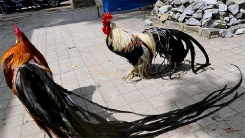 新品种长尾巴公鸡价值昂贵，市民却坦言：白送也不敢吃