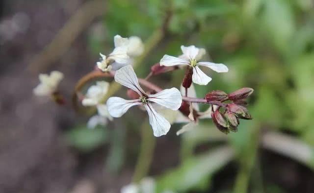  『芝麻菜』有一种菜叫rocket……不，不是窜天猴
