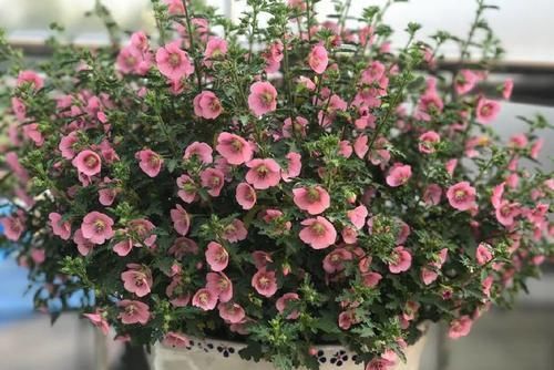  『小花』这几款小花，堪称是开花机器，不黄叶开花勤，阳台变温馨小花园