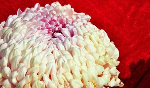 「梦乡」喜欢菊花,不如养盆“珍品菊花”久米梦乡,似粉嫩绒球,可爱优雅