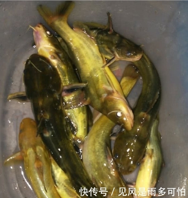  [试试]3月的黄颡鱼该怎么钓？不妨试试这几招，黄颡鱼一来就是一窝