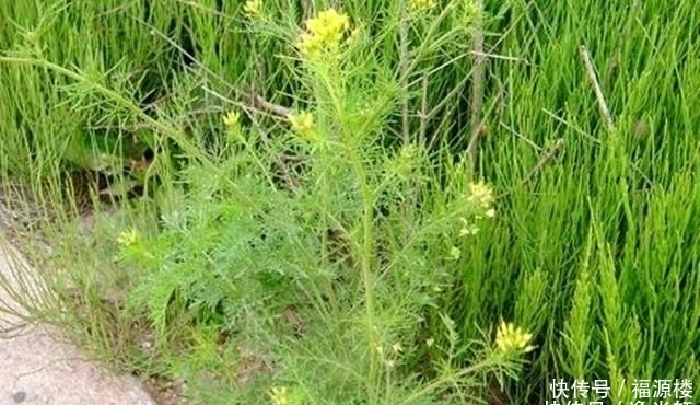  除掉■农村麦田的野草，农民看到就除掉，却不知它们浑身都是宝