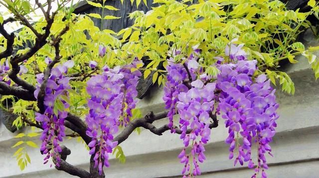  「小花」挂在空中的“梦幻小花”,开出成穗颜值高,紫藤花魅力让人抵不住