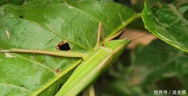  「稻田」农村稻田里面的这种虫子价格比金蝉贵，为什么没有人养殖呢？