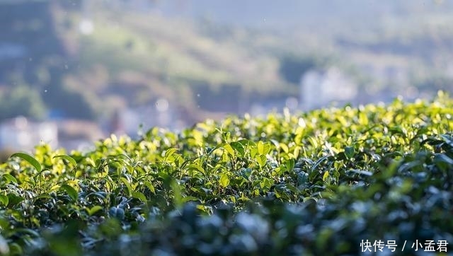 普洱茶小镇：普洱之门，兼容并蓄的城市门户