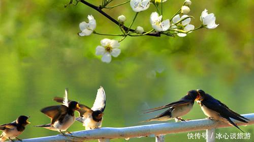 燕子不落苦寒之家，不进愁家门，他们是怎么判断的呢？