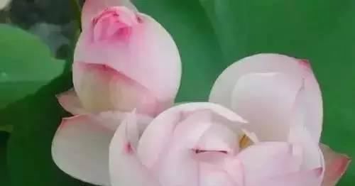  『州市』全国56市市花，你认识多少?