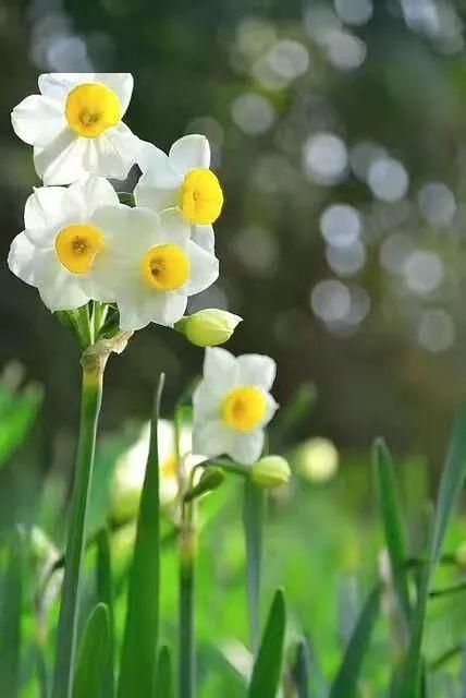  大名花之首：【欣赏】 中国十大名花，第一名意料之中