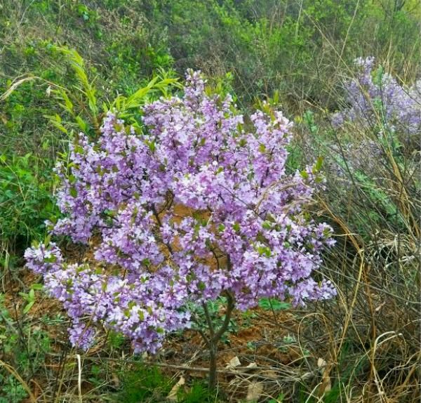  「闷头」1种花，开花漂亮花香浓，老辈人叫它“闷头花”，你家后山就有