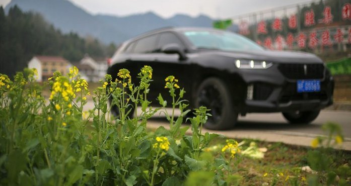  「不失气质」简约不失优雅油菜花地里的WEYVV7精致迷人