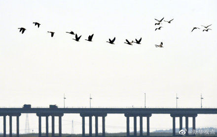壮观!大批候鸟飞抵鄱阳湖越冬