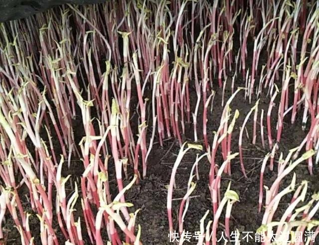 农民无意种下的“豆芽菜”，年赚十万，真是“懒人”也能赚大钱！