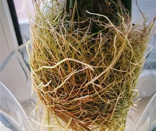  『植物的根系』5种天然的“生根水”，用来浇花，浇完后，根系发达、枝粗叶壮