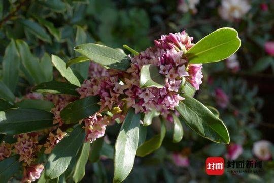  范成大■语闻成都｜二十四番风信（4） 瑞香一品九命紫风流
