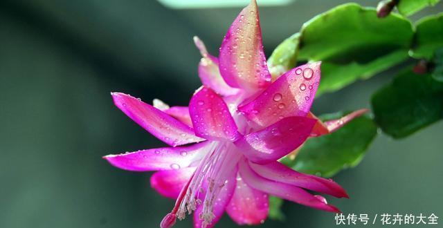  #耐热#适合夏天养的3种花，耐热耐旱非常好养，家里养一盆，四季都赏花