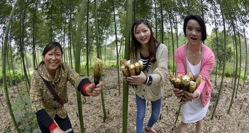  『竹子』罗汉竹、紫竹、雷竹、毛竹都长啥样？