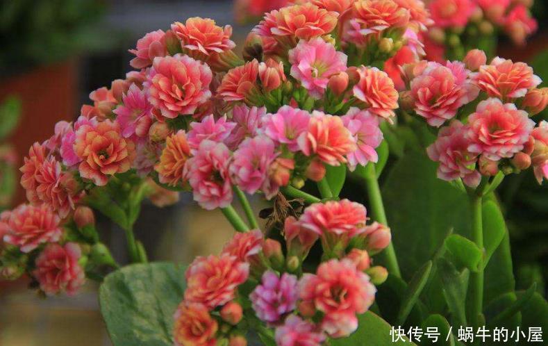  『百合竹』4种花自带“吉祥”，再不喜欢也要养一盆，难怪有钱人越来越富裕