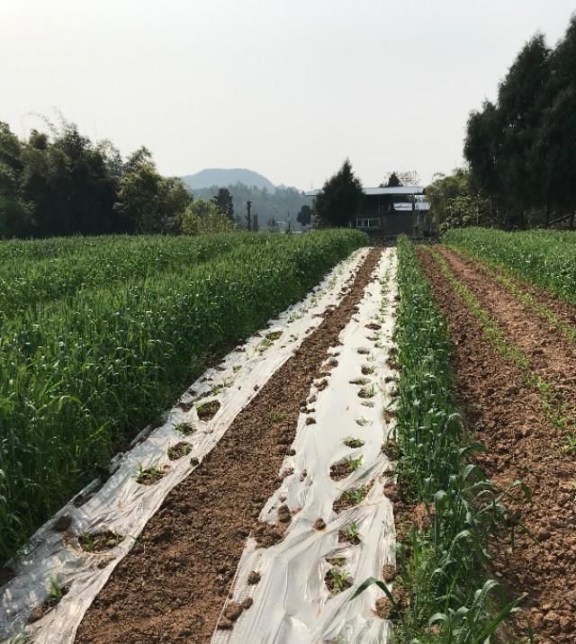  『播面』昔日的撂荒地变成宝，受冷落的玉米规范化移栽技术再受欢迎——播面扩大了秧苗长靓了进度加快了