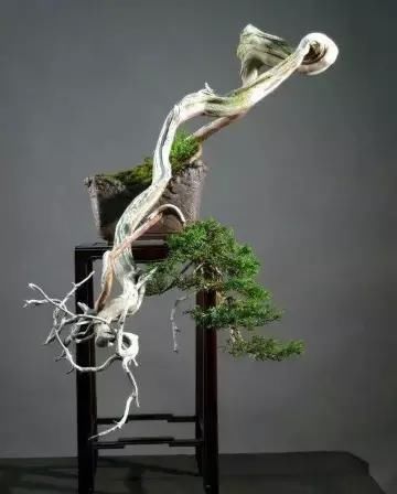 盆景展 ,美美美 !