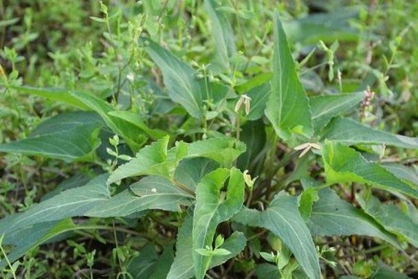 农村路边一种野草，叫做“犁头草”，农民见到就除，药用价值珍贵