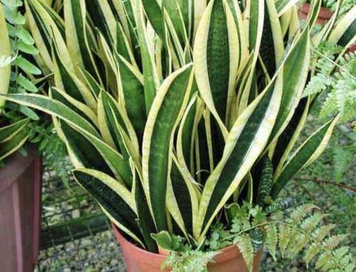  [观叶植物]1种“液体”和清水混合，用来浇虎皮兰，20天叶片挺立、翠绿！