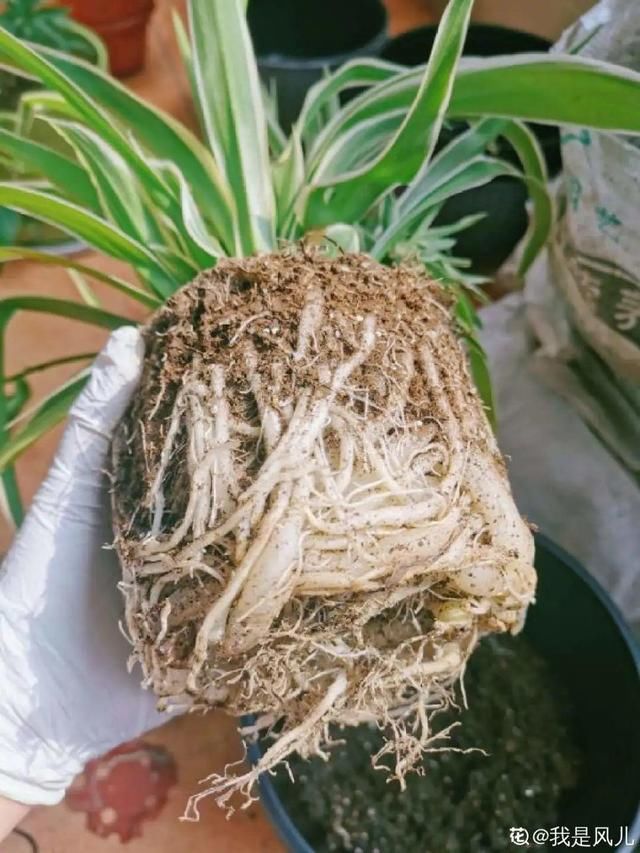  放在光照好的地方多■20种花，春天最爱疯长，爬满墙、爆开花，疯狂刹不住闸！
