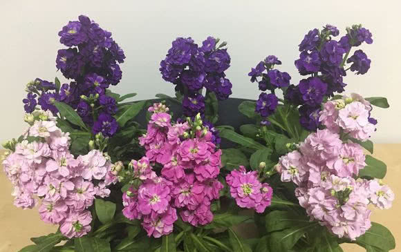  #好养#教你在家养紫罗兰，好养开花多，满满的都是爱意